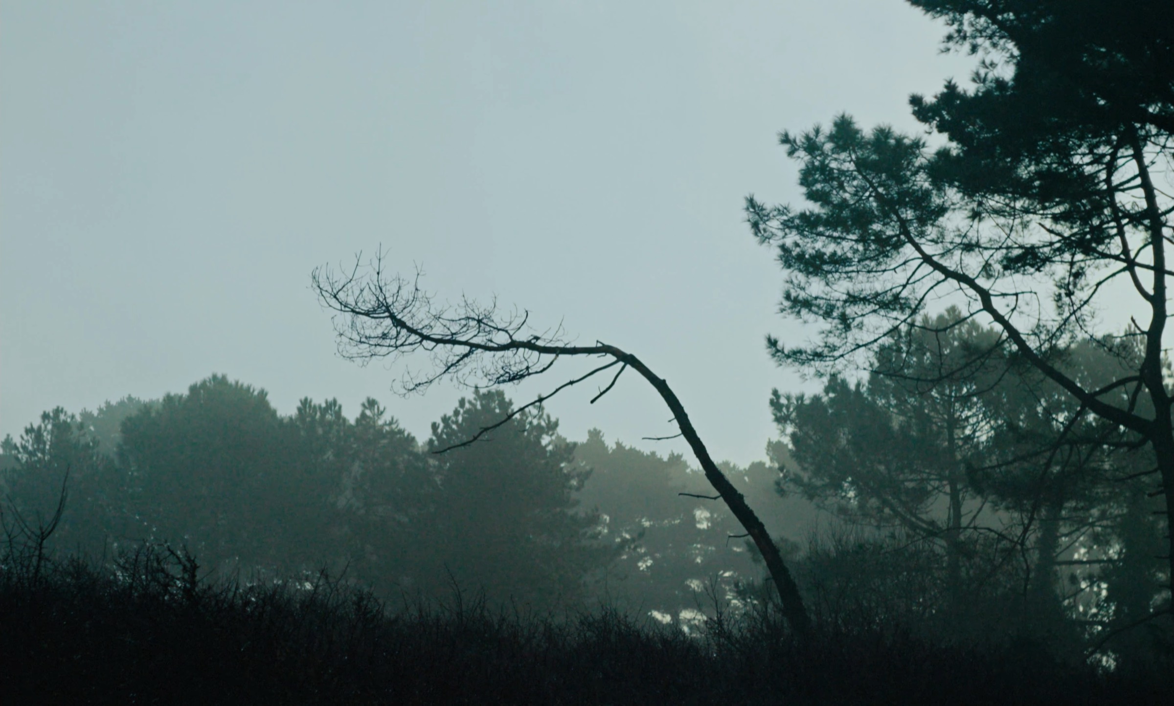 Un pin penché par le vent au bord d'une lande, dans la brume.